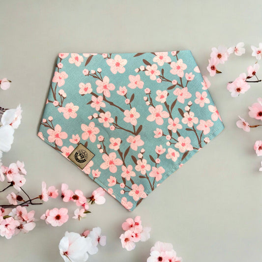 Cherry Blossoms 🌸